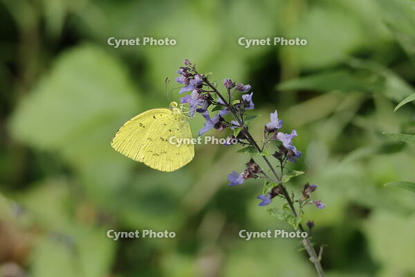 キタキチョウ [XEX110004266]
