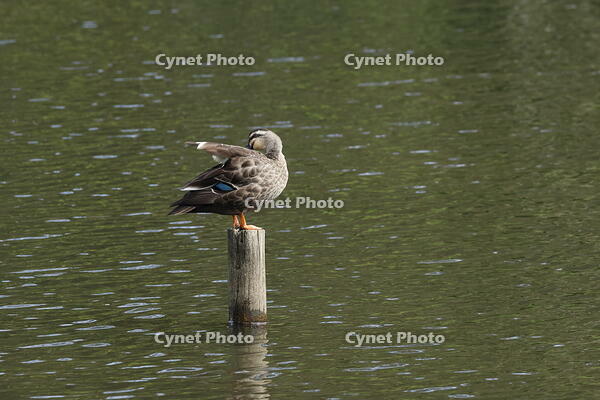 カルガモ [XEX110004267]