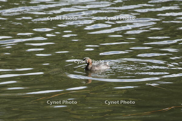 カイツブリ [XEX110004269]