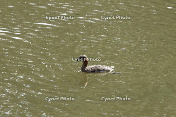 カイツブリ [XEX110004270]