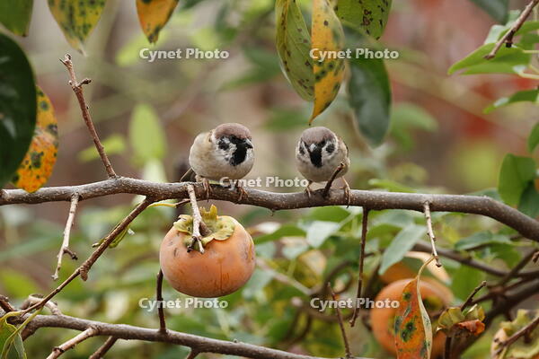 スズメ [XEX110004271]