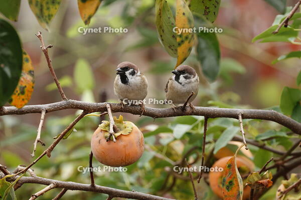 スズメ [XEX110004272]