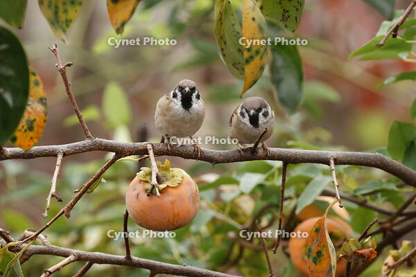 スズメ [XEX110004273]