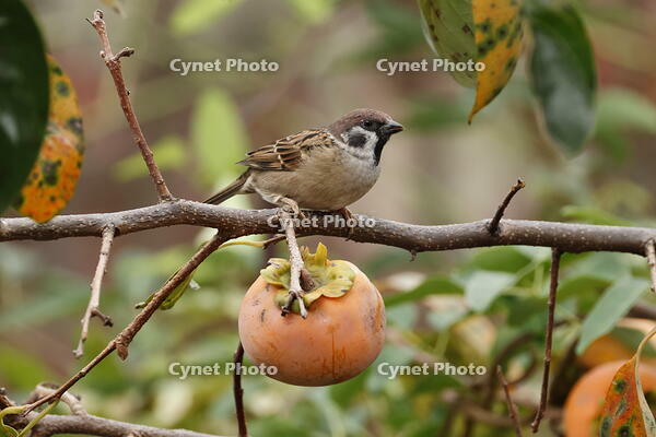 スズメ [XEX110004274]