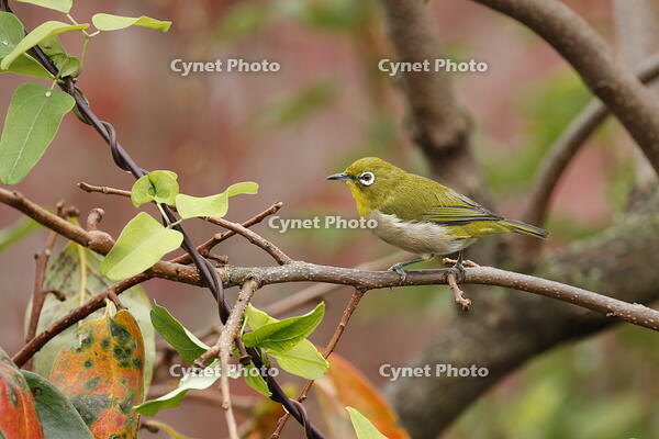 メジロ [XEX110004275]
