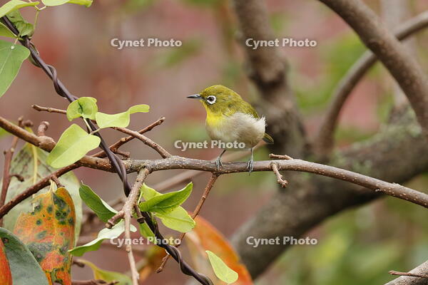 メジロ [XEX110004276]