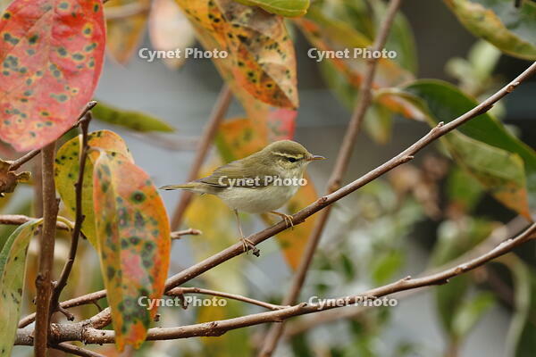 メボソムシクイ [XEX110004277]