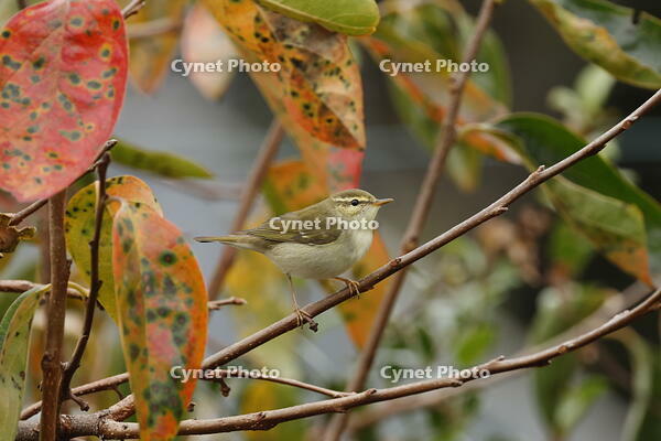 メボソムシクイ [XEX110004278]