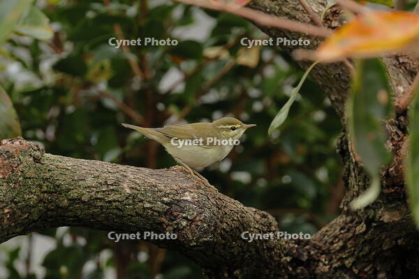 メボソムシクイ [XEX110004279]