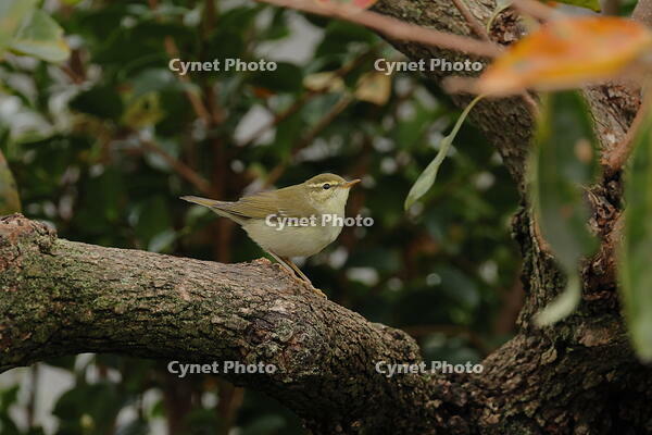 メボソムシクイ [XEX110004280]