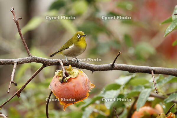 メジロ [XEX110004281]