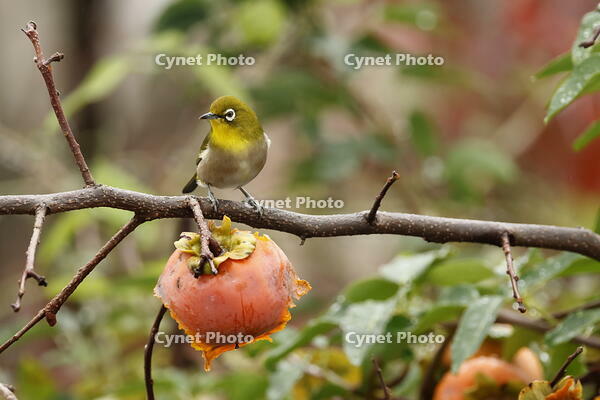 メジロ [XEX110004282]