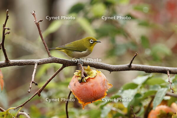 メジロ [XEX110004283]