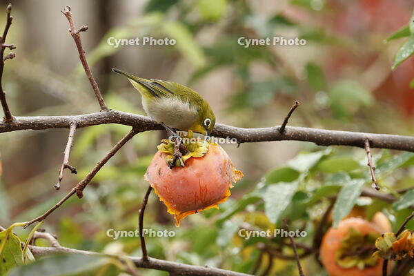 メジロ [XEX110004284]