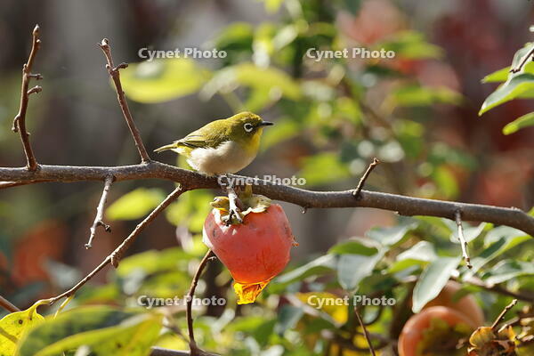 メジロ [XEX110004285]