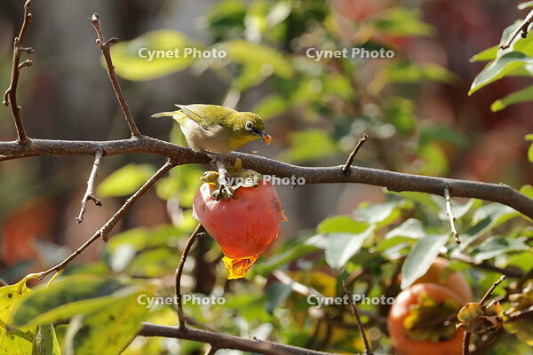 メジロ [XEX110004286]