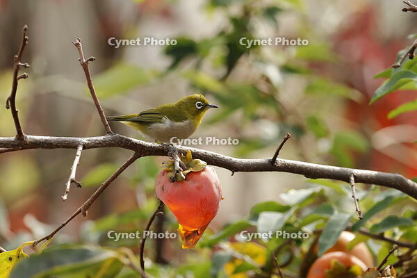 メジロ [XEX110004287]