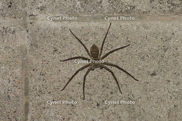 アシダカグモ [XEX110004288]