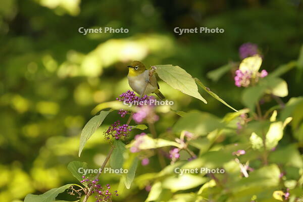 メジロ [XEX110004289]