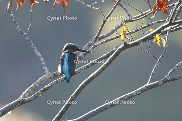 カワセミ [XEX110004290]