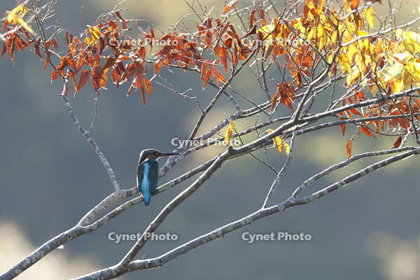 カワセミ [XEX110004291]