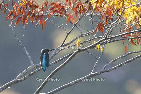 カワセミ [XEX110004292]