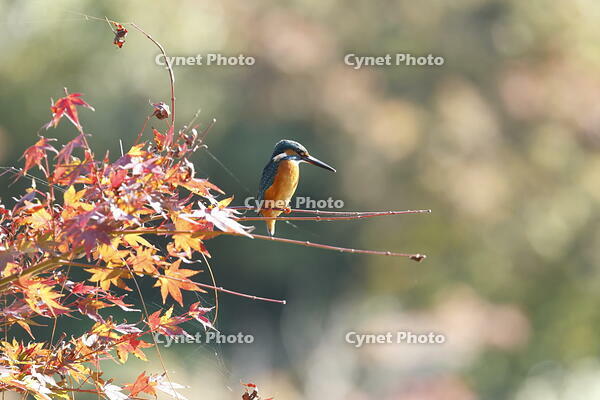 カワセミ [XEX110004293]