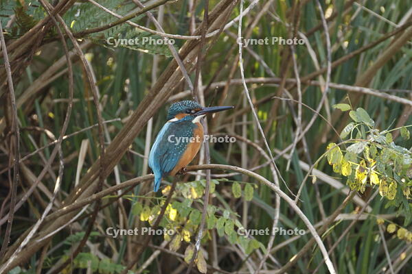 カワセミ [XEX110004295]