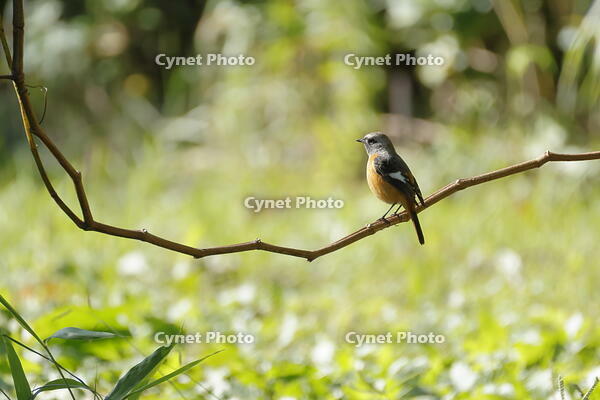 ジョウビタキ [XEX110004297]