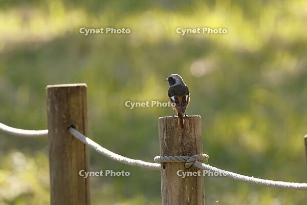 ジョウビタキ [XEX110004298]