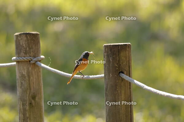 ジョウビタキ [XEX110004299]