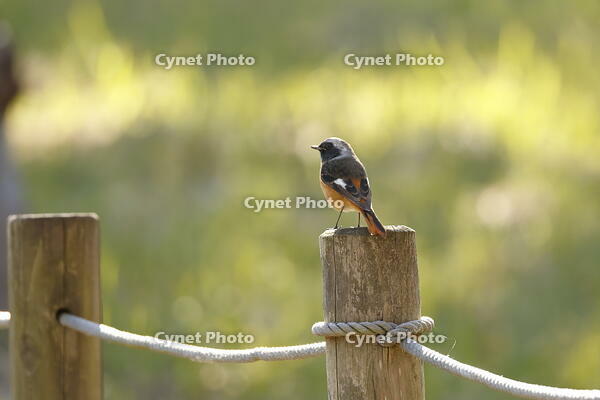 ジョウビタキ [XEX110004300]