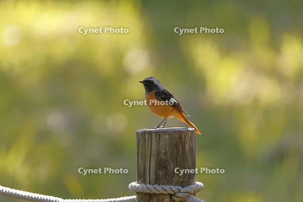 ジョウビタキ [XEX110004302]