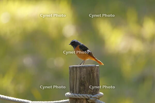 ジョウビタキ [XEX110004303]