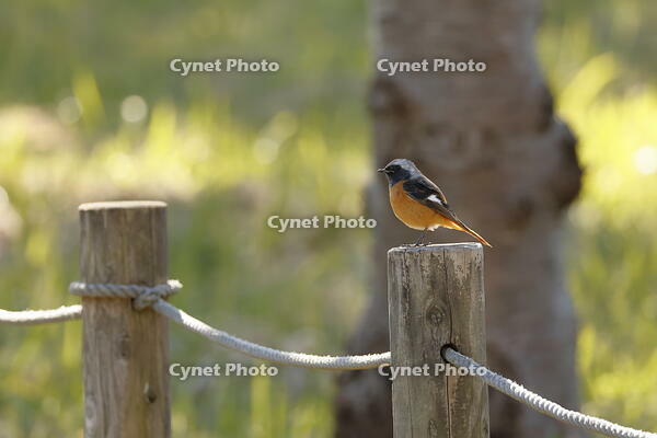 ジョウビタキ [XEX110004304]