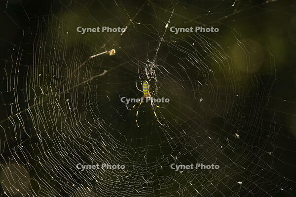 ジョロウグモ [XEX110004306]