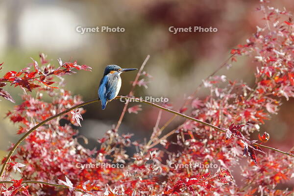 カワセミ [XEX110004307]
