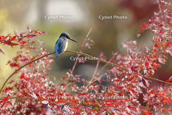 カワセミ [XEX110004308]