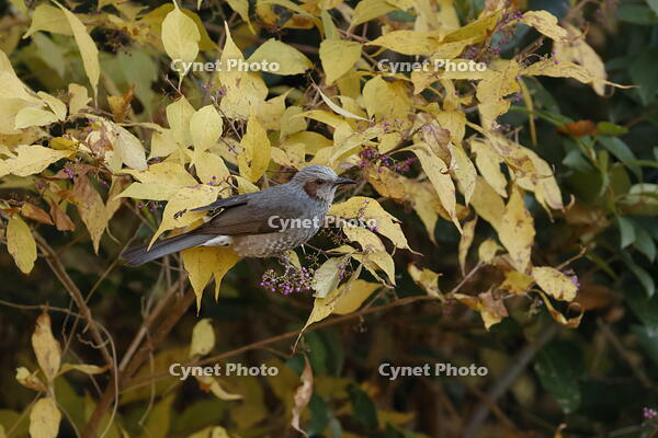 ヒヨドリ [XEX110004311]