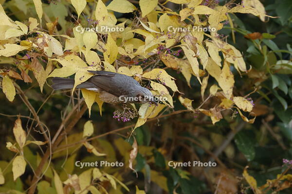 ヒヨドリ [XEX110004312]