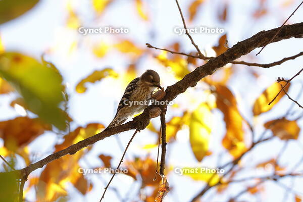 コゲラ [XEX110004313]