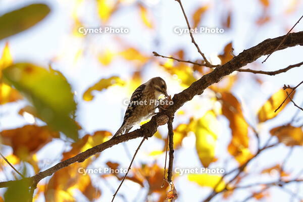 コゲラ [XEX110004314]