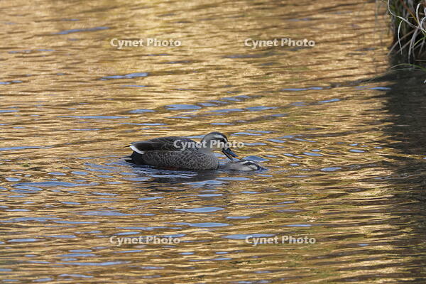 カルガモ [XEX110004315]