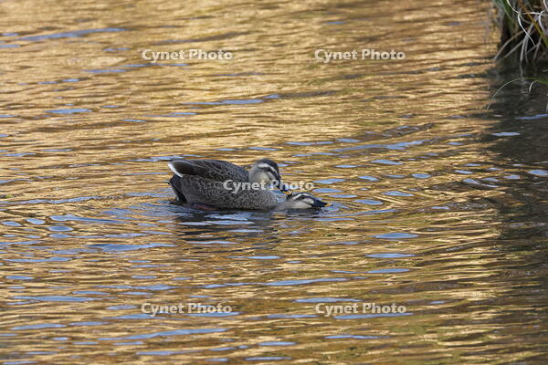 カルガモ [XEX110004316]