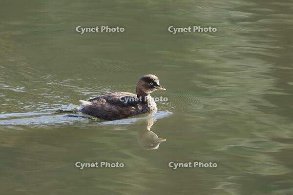 カイツブリ [XEX110004317]