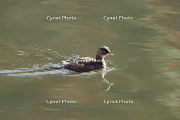 カイツブリ [XEX110004318]