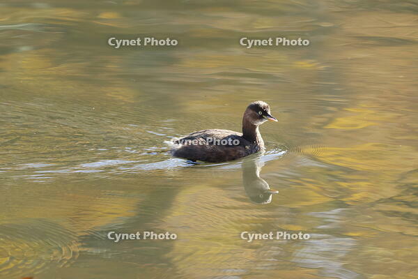 カイツブリ [XEX110004319]