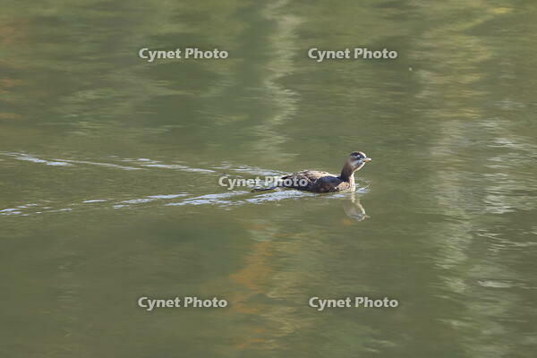 カイツブリ [XEX110004320]