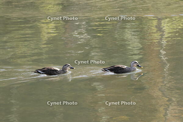カルガモ [XEX110004321]