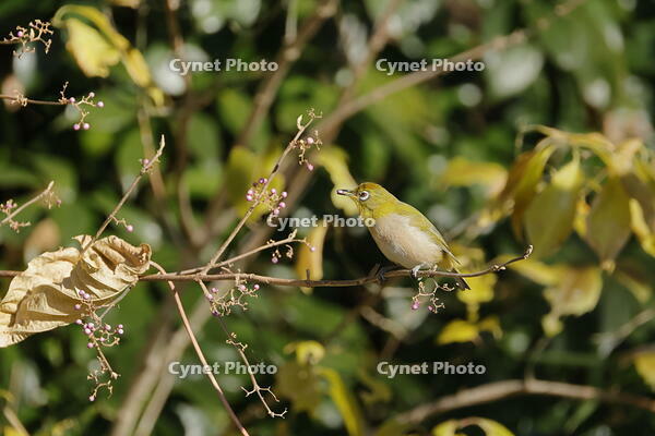 メジロ [XEX110004322]